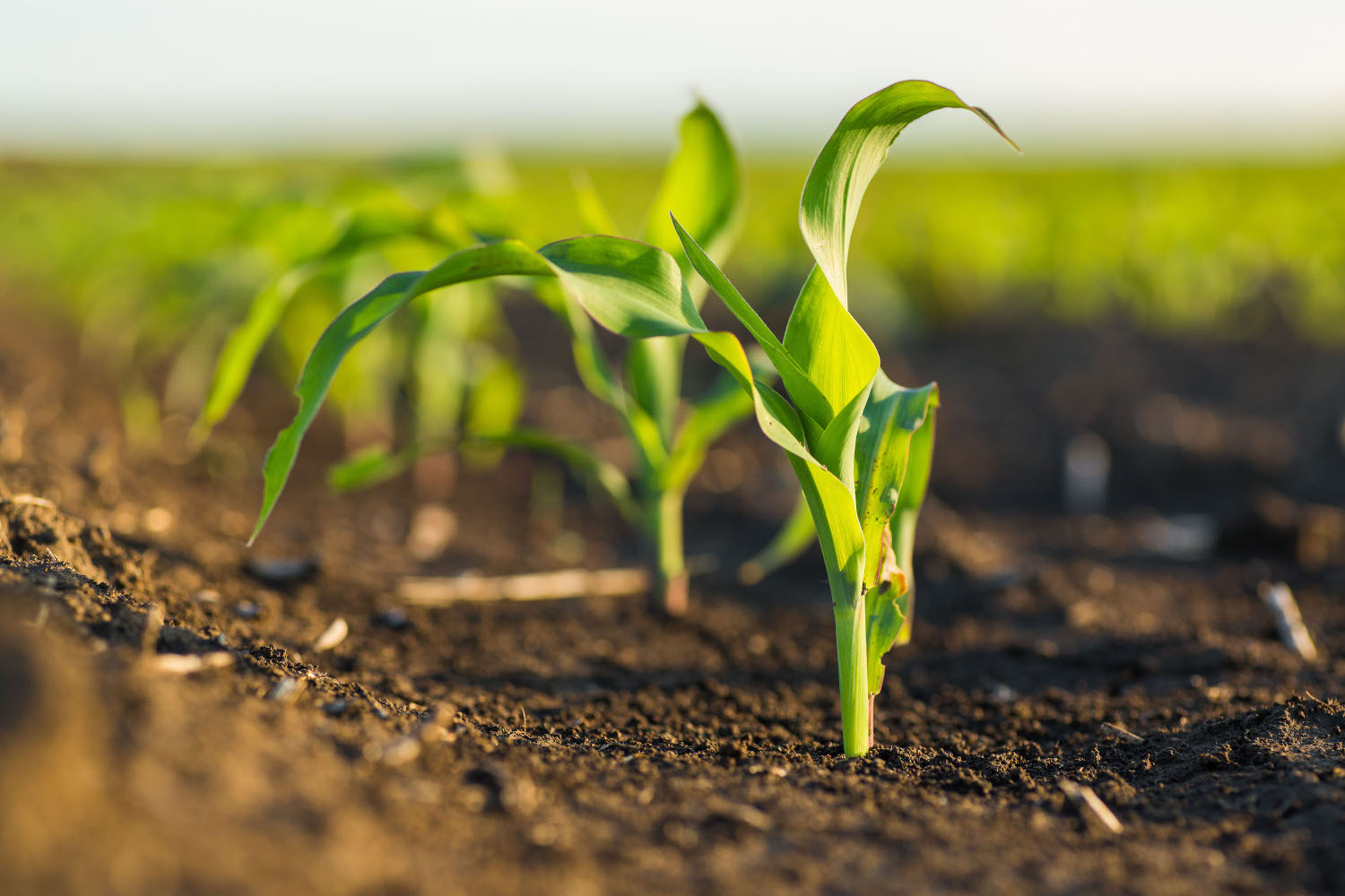 Crop Sprouting