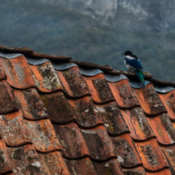 A blue bird perched upon an old clay roof.