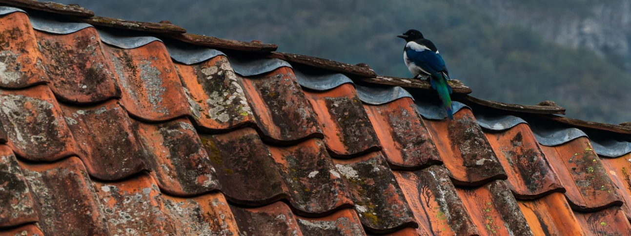 A blue bird perched upon an old clay roof.