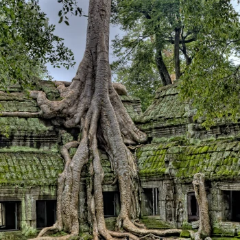 An ancient temple with a tree growing through it.