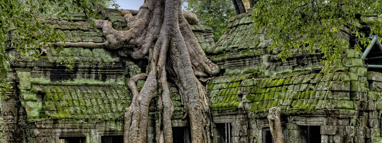 An ancient temple with a tree growing through it.