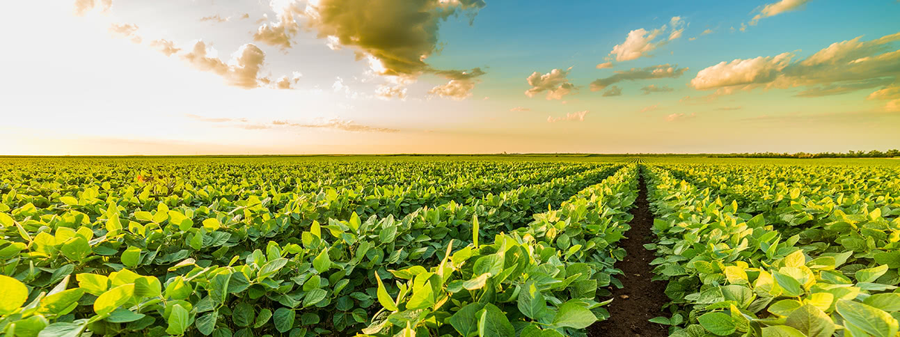 Rows of beans in a field