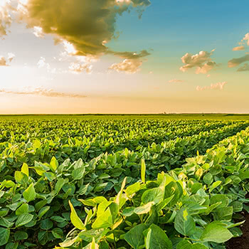 Rows of beans in a field