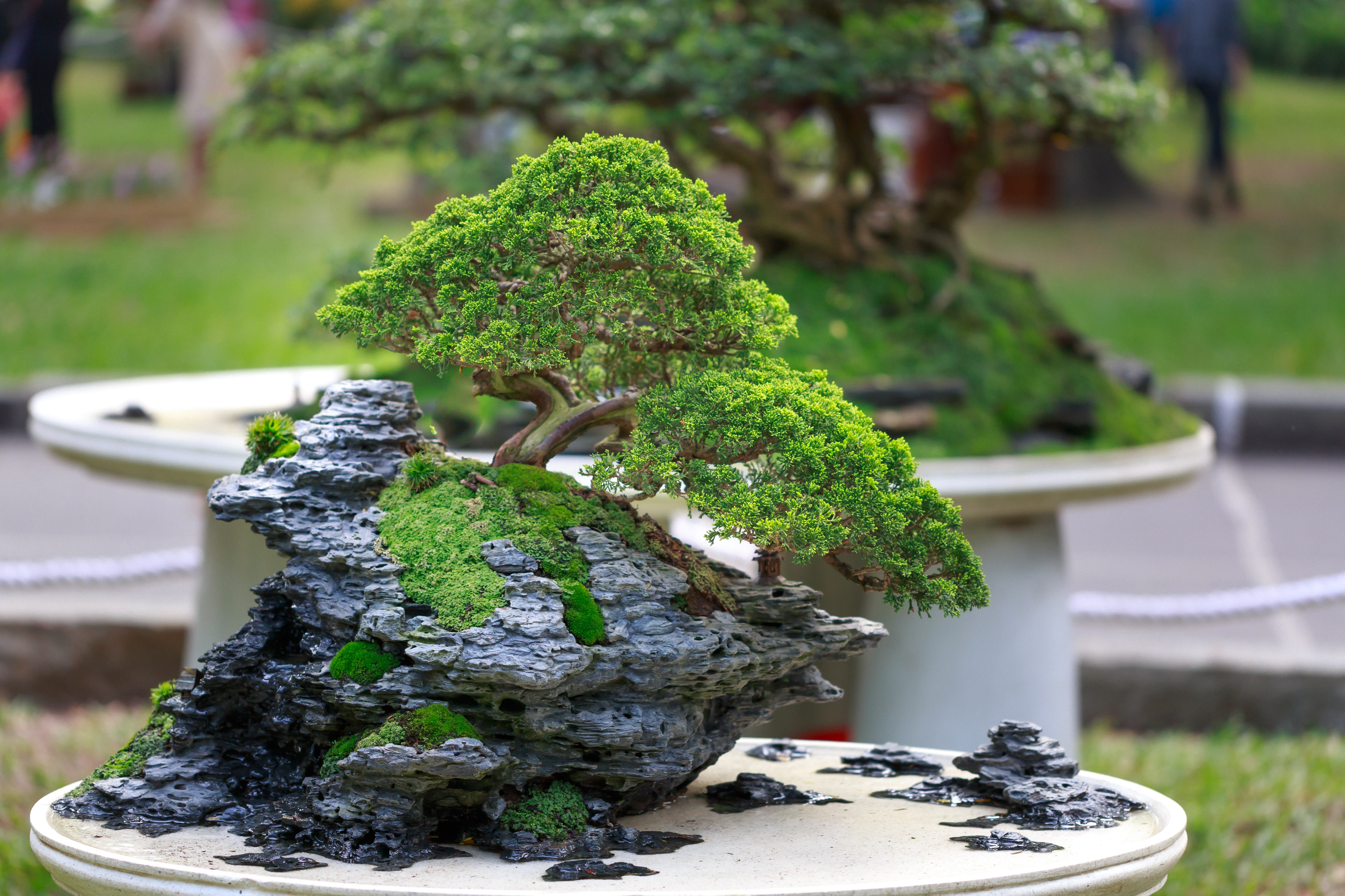Bonsai tree symbolizing patience