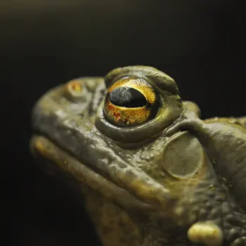 Close up on a frog's eye showing the reflection of sky and trees.