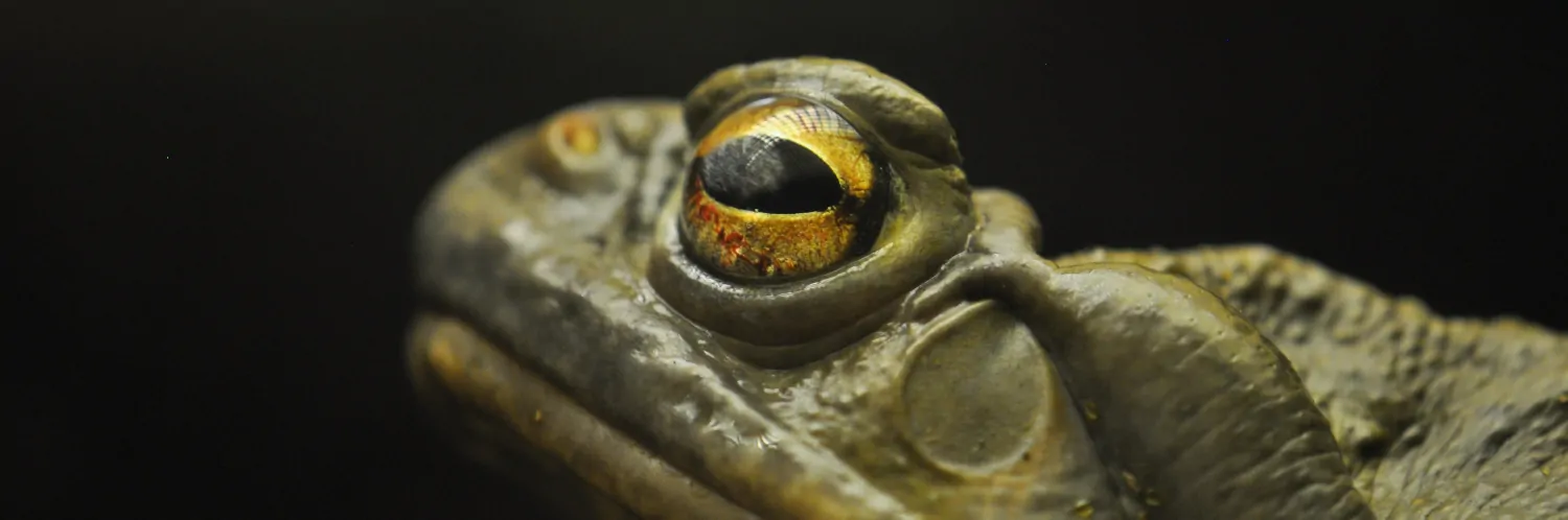 Close up on a frog's eye showing the reflection of sky and trees.