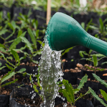 watering plants with a green and blue watering can